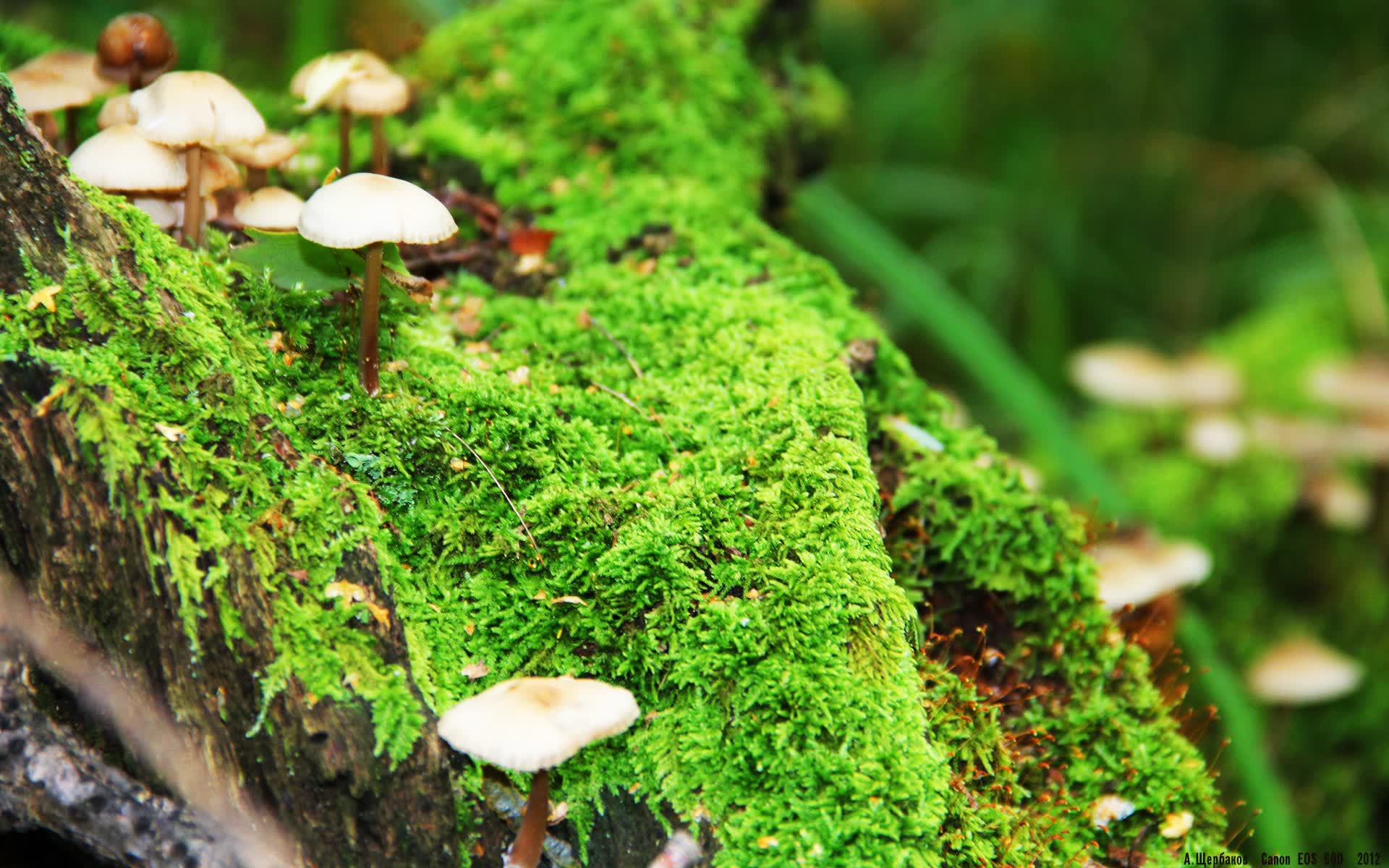世界登山青年导师生态课堂示范校第10批名单公布，世界登山家